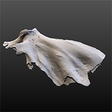 Fossil Dolphin (Scapula)