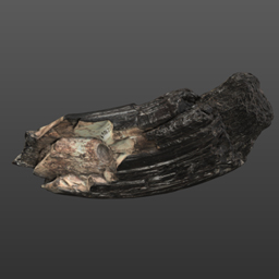 Ontocetus emmonsi (USNM PAL 329064)