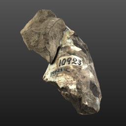 Ontocetus oxymycterus tooth (USNM V 10923)