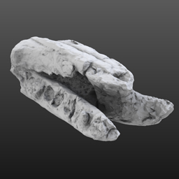 Ontocetus oxymycterus rostrum (USNM V 10923)