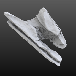 Ontocetus oxymycterus upper rostrum (USNM V 10923)