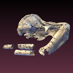 Walrus Whale CT Scan