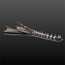 Fossil Dolphin (Jaw)