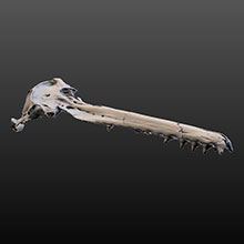 Fossil Dolphin (Skull)
