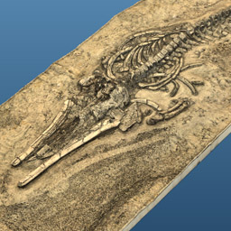 Fossil Whale MPC 677
