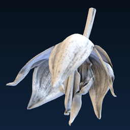 Embreea Orchid