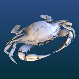 Blue Crab